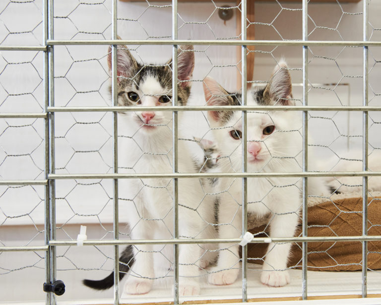 Kittens adoption of Regina's PET DEPOT